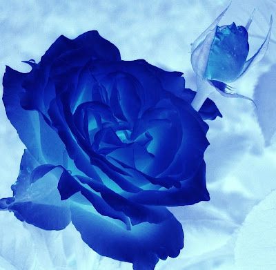 Blue Rose - The unattainable,