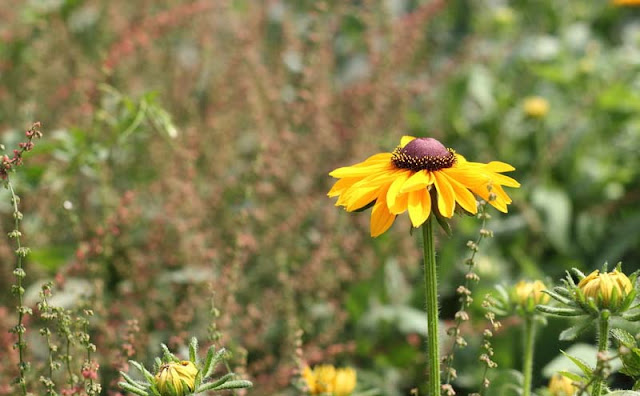 Rudbeckia Hirta Flowers Pictures