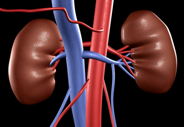 What is good and what is bad for kidney