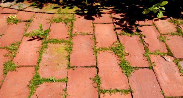 You Have A Problem With Garden Weeds ? Here Is A Great Trick To Eliminate Them ... Few People Know!