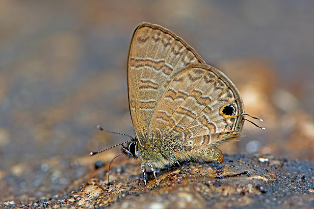 Prosotas nora the Common Lineblue butterfly