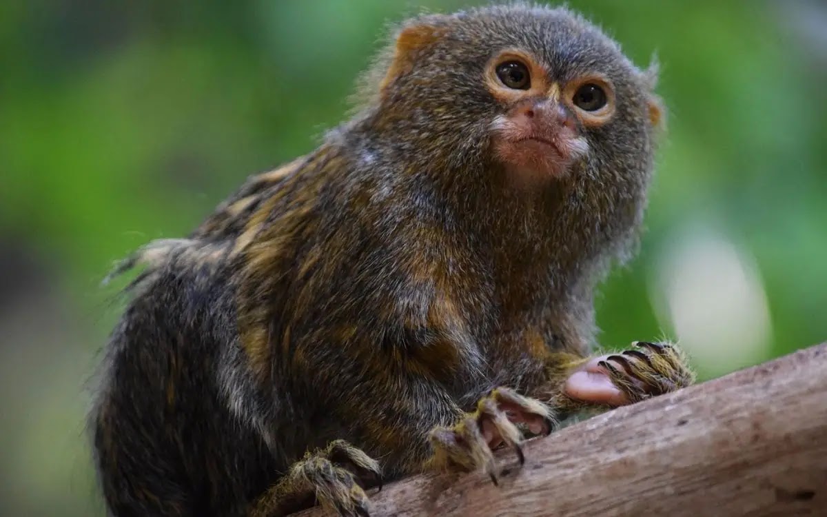 Finger Monkey (Pygmy Marmoset)