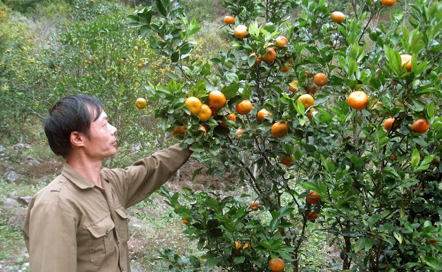 đặc sản lạng sơn, Trái cây Lạng sơn, Đào Mẫu Sơn, Hồng không hạt, hồng Bảo Lâm, quýt Bắc Sơn, na Chi Lăng, mãng cầu Chi Lăng, trái cây đặc sản, trái cây ngon, trái cây tp.hcm