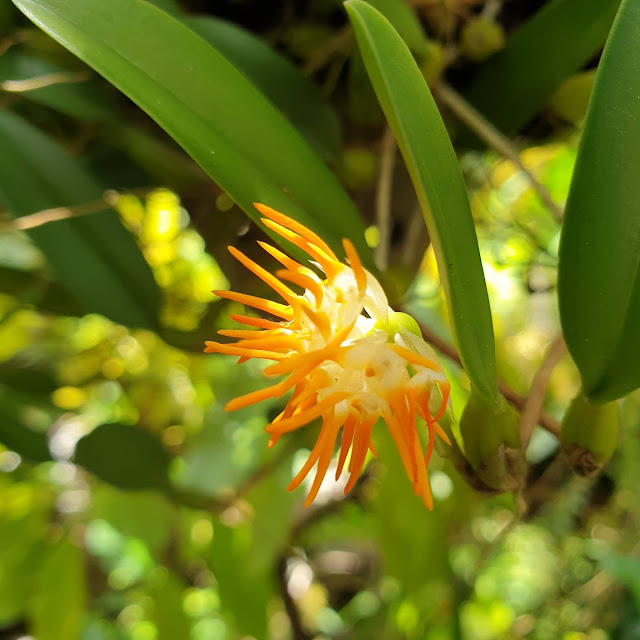 Bulbophyllum concinnum Hook.f.,