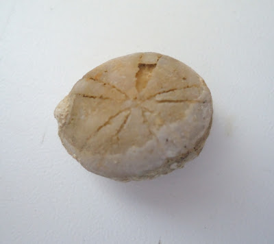 Fossil Sea Urchin Echinoid