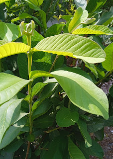 Benefits of guava leaves sexually, what does guava leaves do to a woman sexually, guava leaves and fertility
