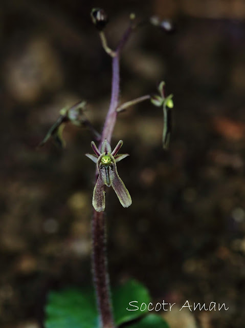 Neottia japonica