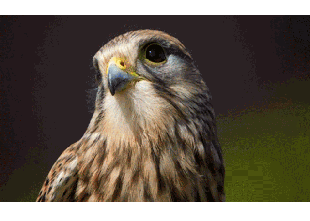 Mauritious kestrel is found mainly in Mauritius - Feeds on rats, snakes and small birds, one of the most spectacular birds of prey and  and a great predator bird