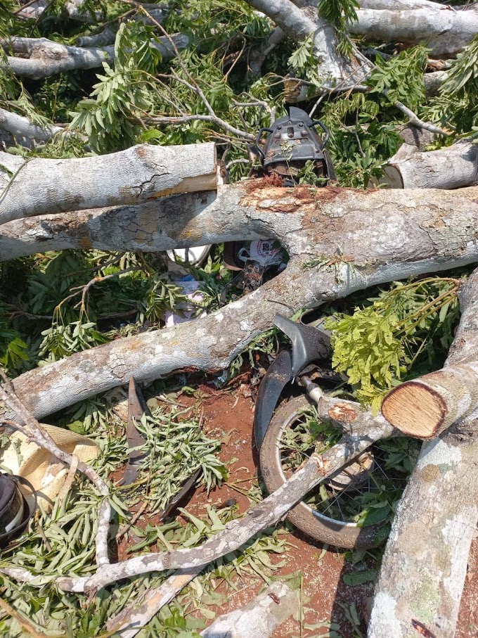 Mulher morre após ser atingida por árvore em Rondônia