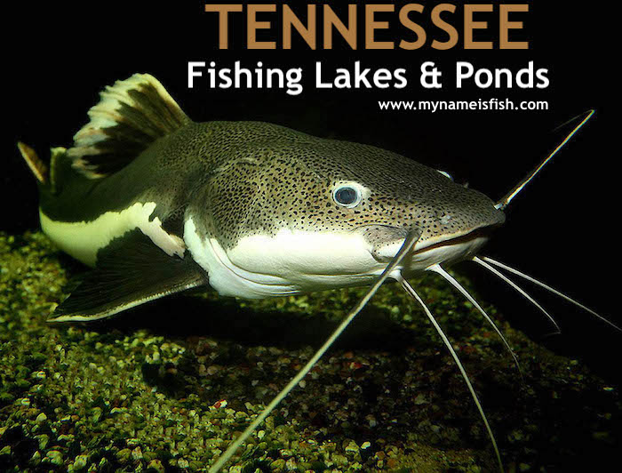 Tennessee Fishing Lakes