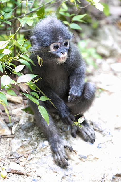 Scimmia sull'Isola di Wua Talap-Angthong national park