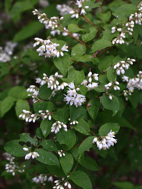 Deutzia crenata