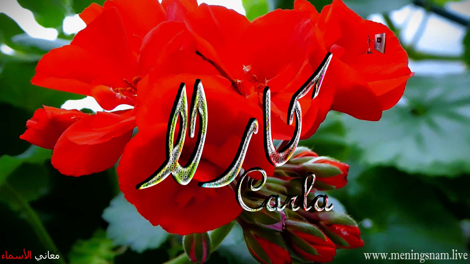 معنى اسم, كارلا, وصفات, حاملة, هذا الاسم, Carla,