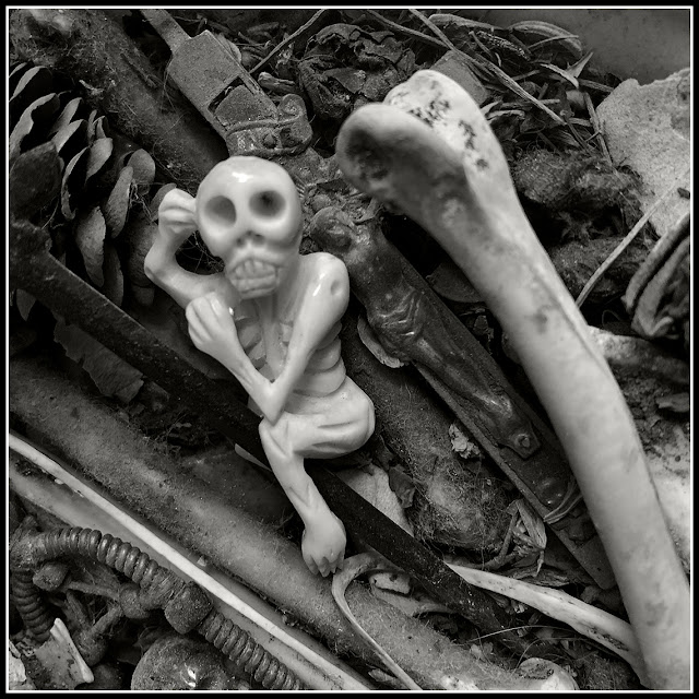 iPhoto; iPhonography; Nova Scotia; Bones; Skeleton