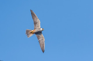 alcotan-europeo-falco-subbuteo-en-vuelo-