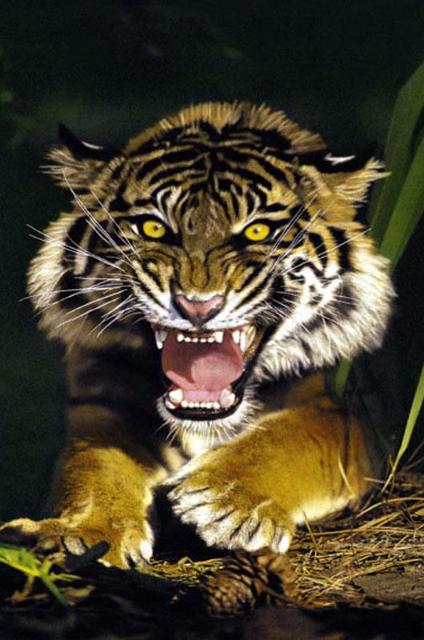 Tigers In Action Pictures ~ Wallpaper & Pictures
