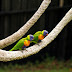 Pola Makan dengan Pilihan Tepat untuk Burung Lovebird