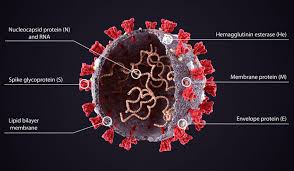 Coronavirus and humans