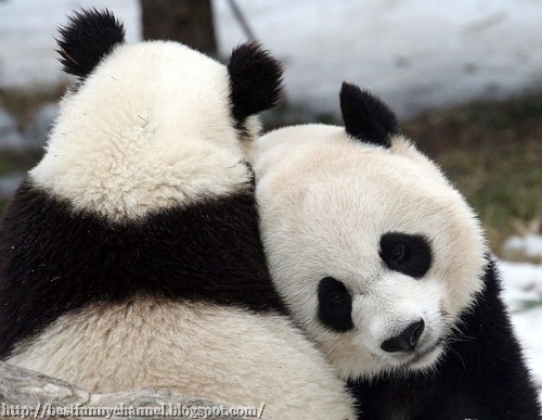 Two cute pandas.