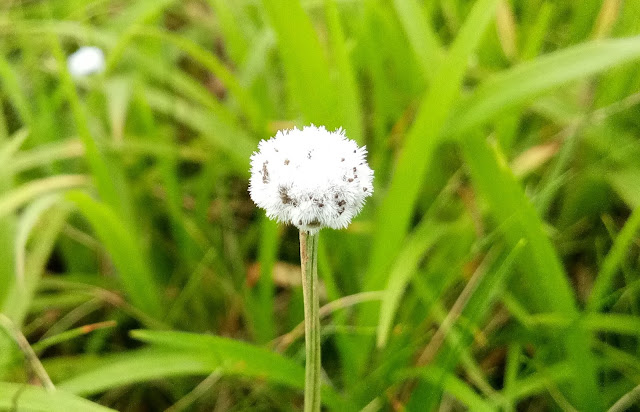 Travel, Kaas Plateau, Valley of Flowers Maharashtra, Flowers of the World, Wild Flowers, Beautiful Kaas