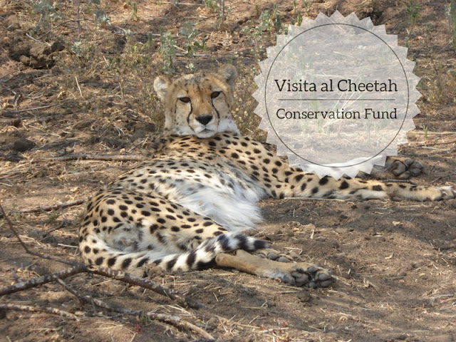 visita al cheetah Conservation Fund in Namibia: un ghepardo