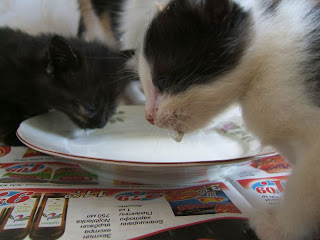 kitten drink milk