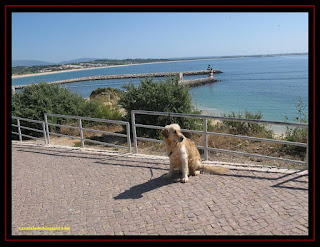 Golden Retriever in Lagos, Algarve