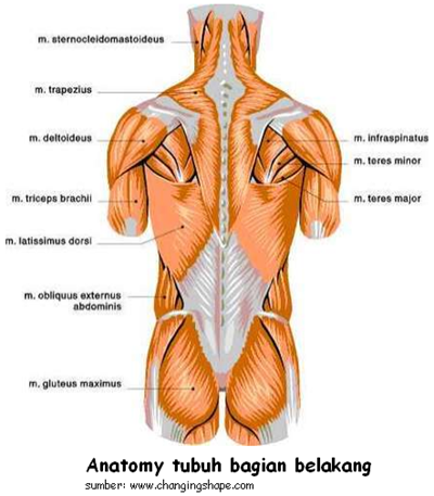 Gambar anatomy tubuh manusia bagian belakang