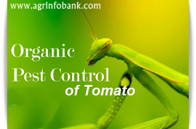 Control of Tomato Pest in Garden