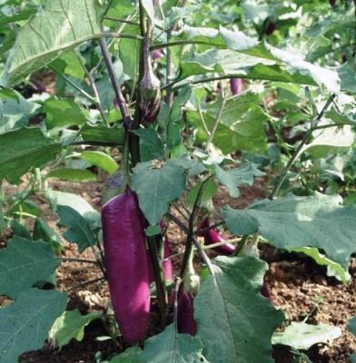 Kandungan Gizi Terung terong eggplant 