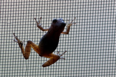 gray treefrog on porch screen