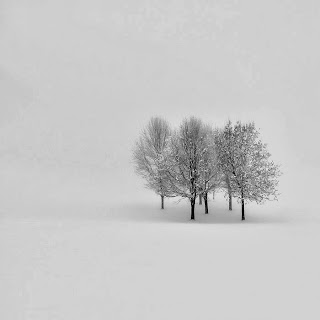 foto de tres árboles sin hojas en mitad de una gran extensión de nieve