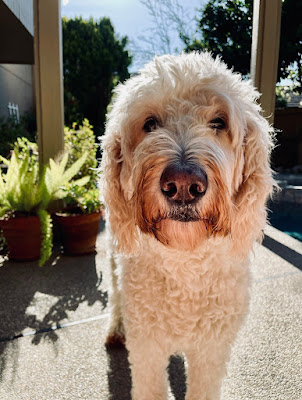 A close up face of a goldendoodle