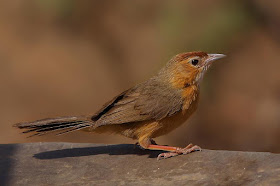 Dumetia hyperythra