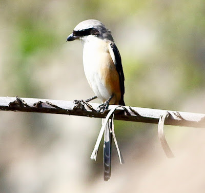 "Long-tailed Shrike - Lanius schach sitting on a palm tree branch."