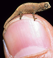 Smallest Animals On Earth