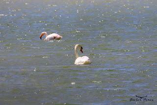 Cisne y flamencos