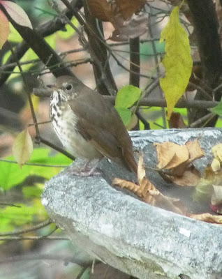 hermit thrush