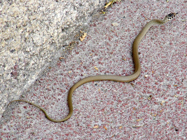 Young Western Whip Snake Hierophis viridiflavus in the street.  Indre et Loire, France. Photographed by Susan Walter. Tour the Loire Valley with a classic car and a private guide.