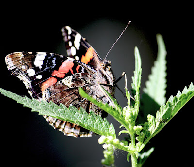 Ташкент лето бабочка яркий разноцветный   Tashkent summer butterfly bright  colorful