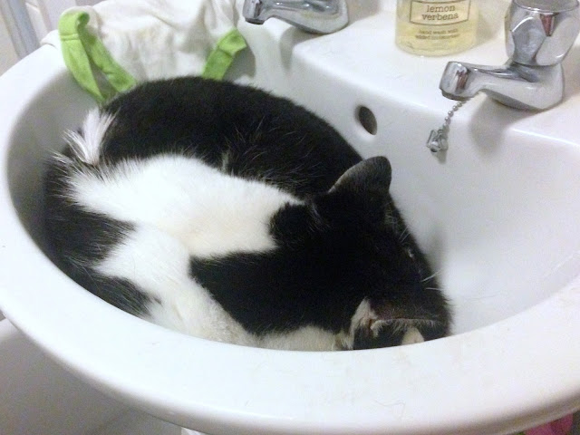 cat allergy, summer allergy, black and white cat, cat in a sink, pet allergy, allergy, cat sores, cat hair loss