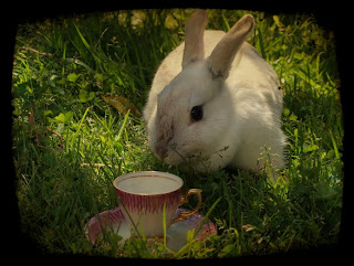 White rabbit, vit kanin, Alice in Wonderland, Alice i Underlandet, teacup, cute