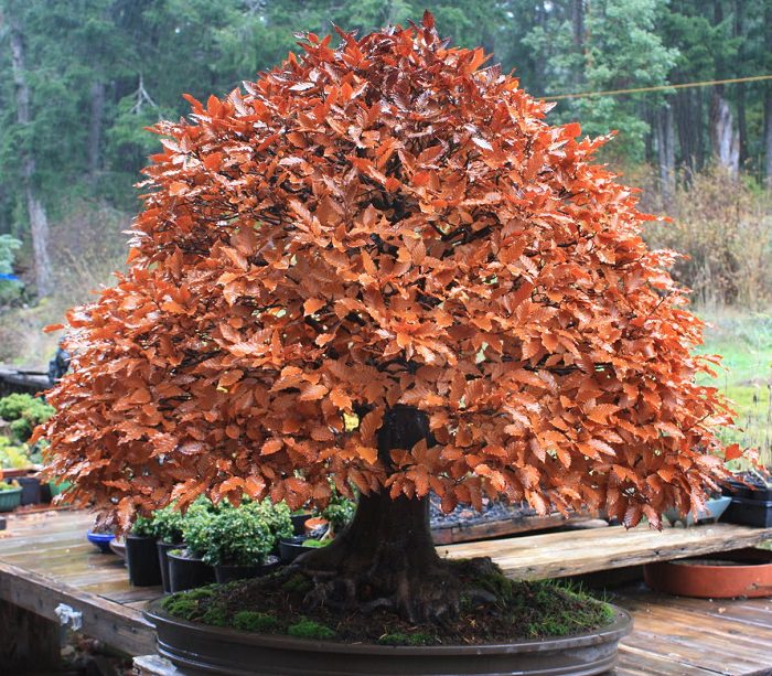 60 My Favorite Beautiful list of Trees for Bonsai [pics]