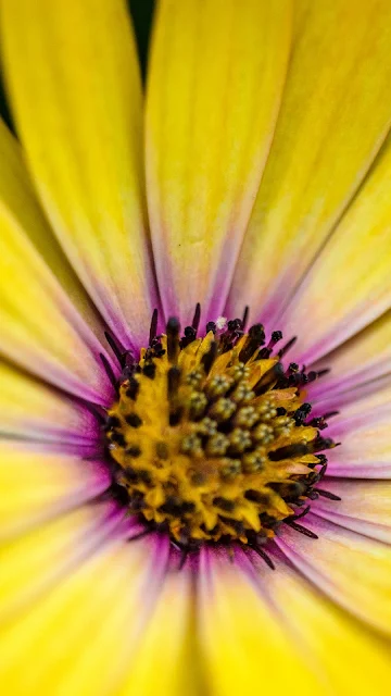 Retrato Flor Amarela Close Up 