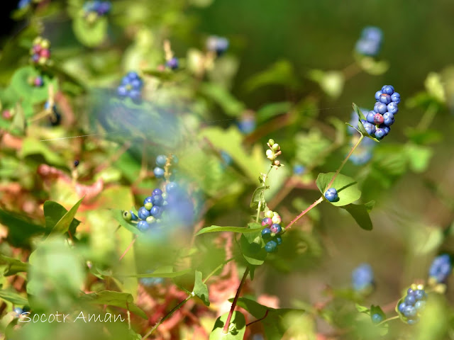 Persicaria perfoliata