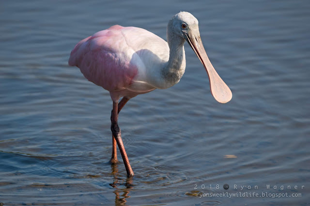 Huntington Beach Roseate Spoonbill