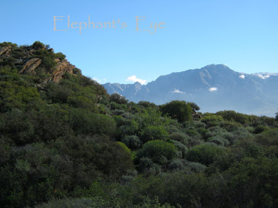 Karoo Desert NBG looking towards the Hex River Mountains