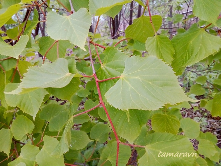 Липа амурская (Tilia amurensis)