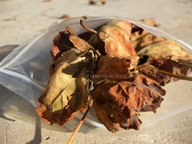 hojas secas de parra
