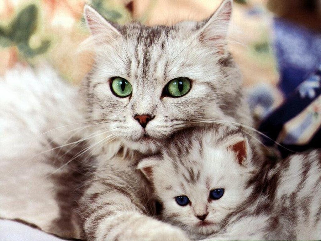 Ibu Kucing Dan Bayi Kucing